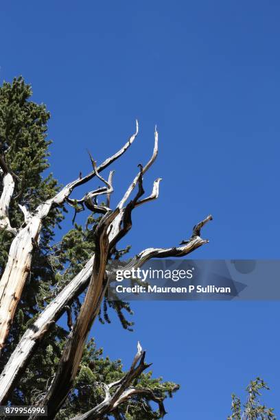 reaching upward - white mountains kalifornien bildbanksfoton och bilder