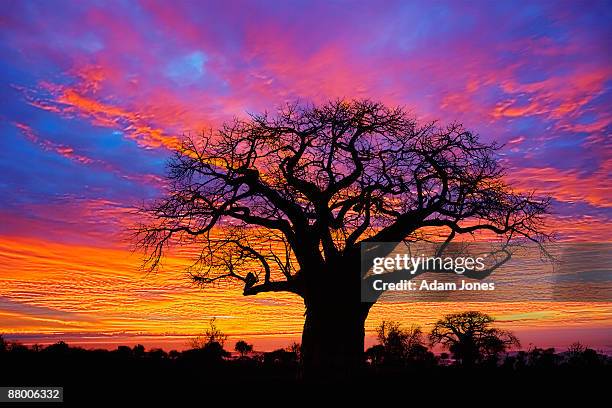 african baobab tree silhouetted at sunset - baobab stockfoto's en -beelden