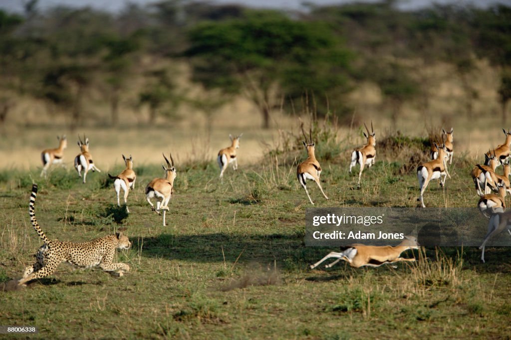 Cheetah in pursuit of Thomson's Gazelle