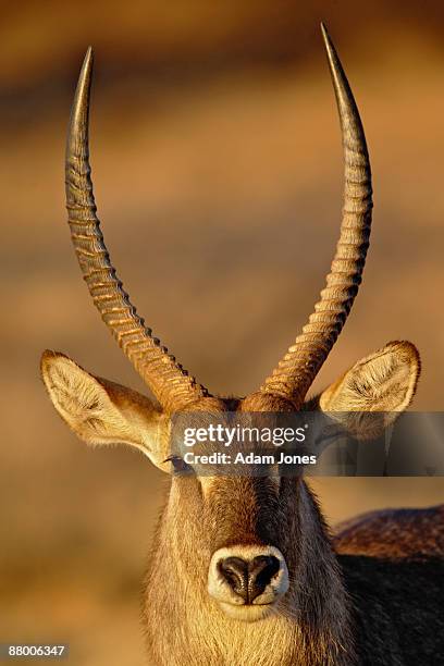 male defassa waterbuck at sunset - defassa waterbuck stock pictures, royalty-free photos & images
