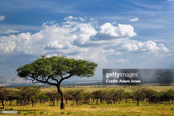 umbrella thorn acacia tree and forest - vachellia tortilis stockfoto's en -beelden