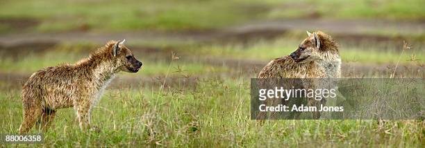 panoramic of two spotted hyanea - spotted hyena stockfoto's en -beelden