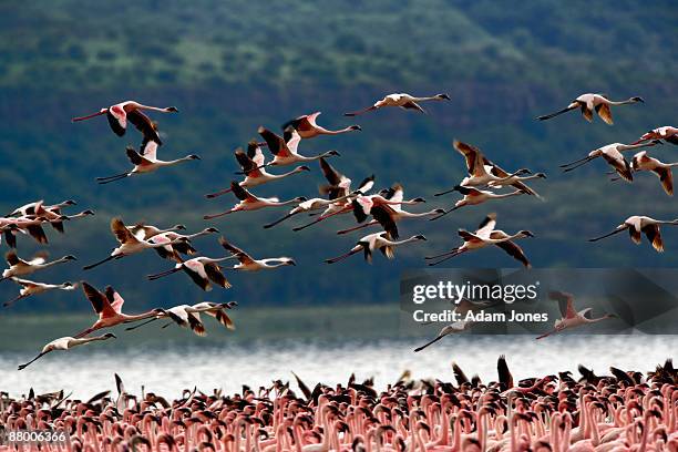 lesser flamingos in flight - lesser flamingo stock pictures, royalty-free photos & images