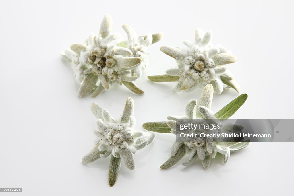 Edelweiss flowers (Leontopodium alpinum), elevated view