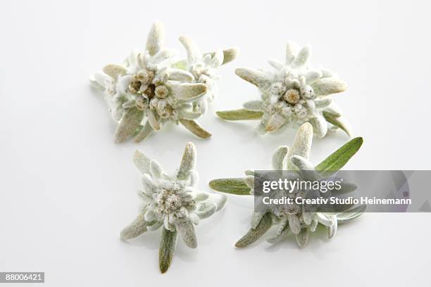 edelweiss flowers (leontopodium alpinum), elevated view - edelweiss flower stock pictures, royalty-free photos & images