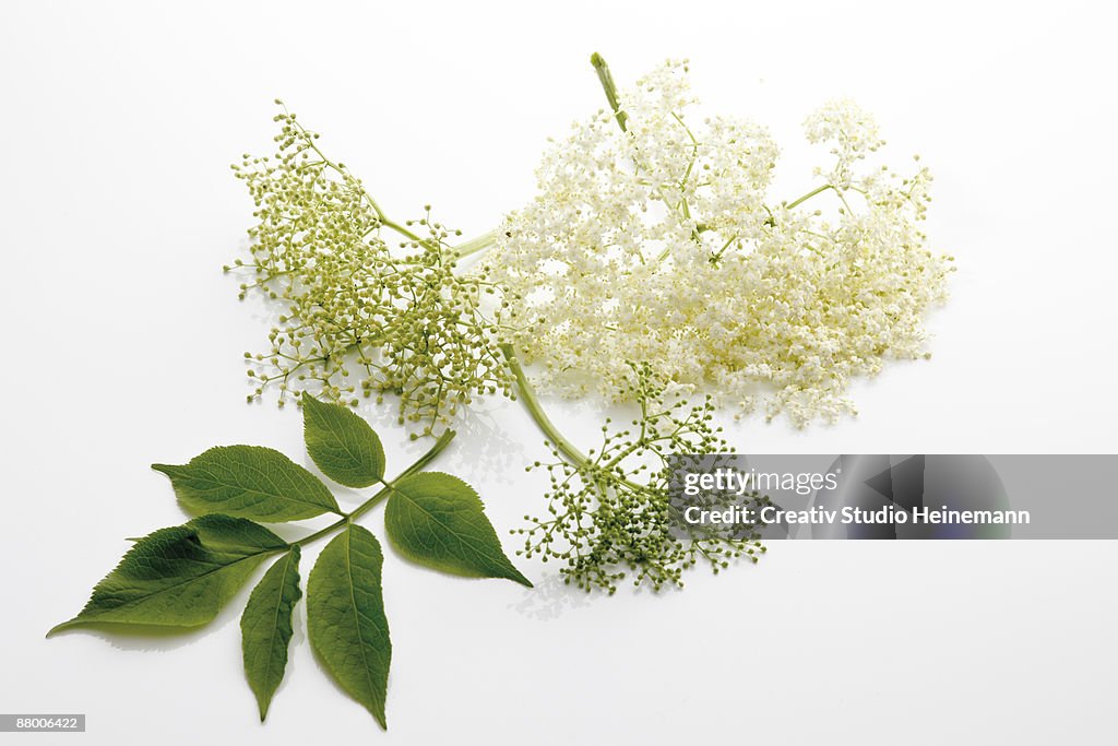 Elderflowers ( (Sambucus), close-up