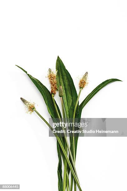 ribwort (plantago lanceolata) on white background, elevated view - plantago lanceolata stock pictures, royalty-free photos & images