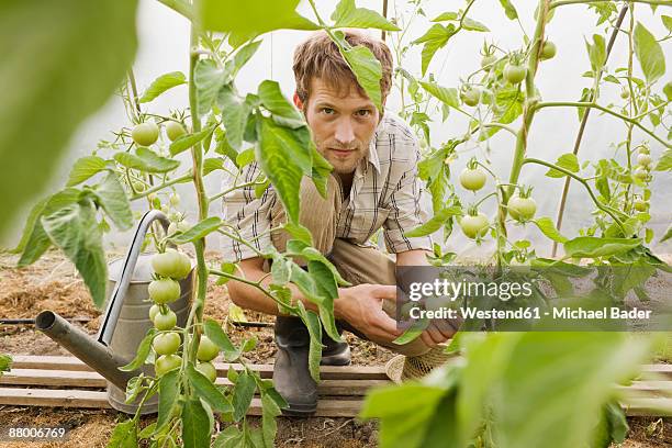 man in greenhouse checking tomato plants - saxony stock-fotos und bilder