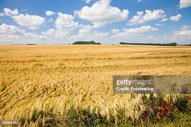 germany, saxony-anhalt, rye field - saxony anhalt stock pictures, royalty-free photos & images