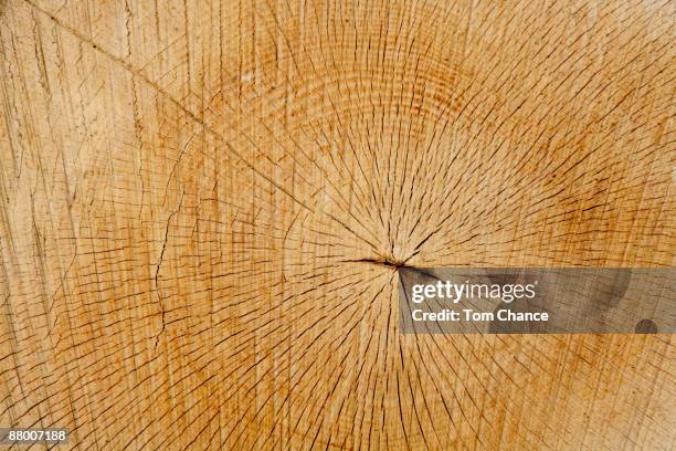 Beech Tree Section 715 Copper Beech Tree Stock Photos, High-Res Pictures, and Images ...