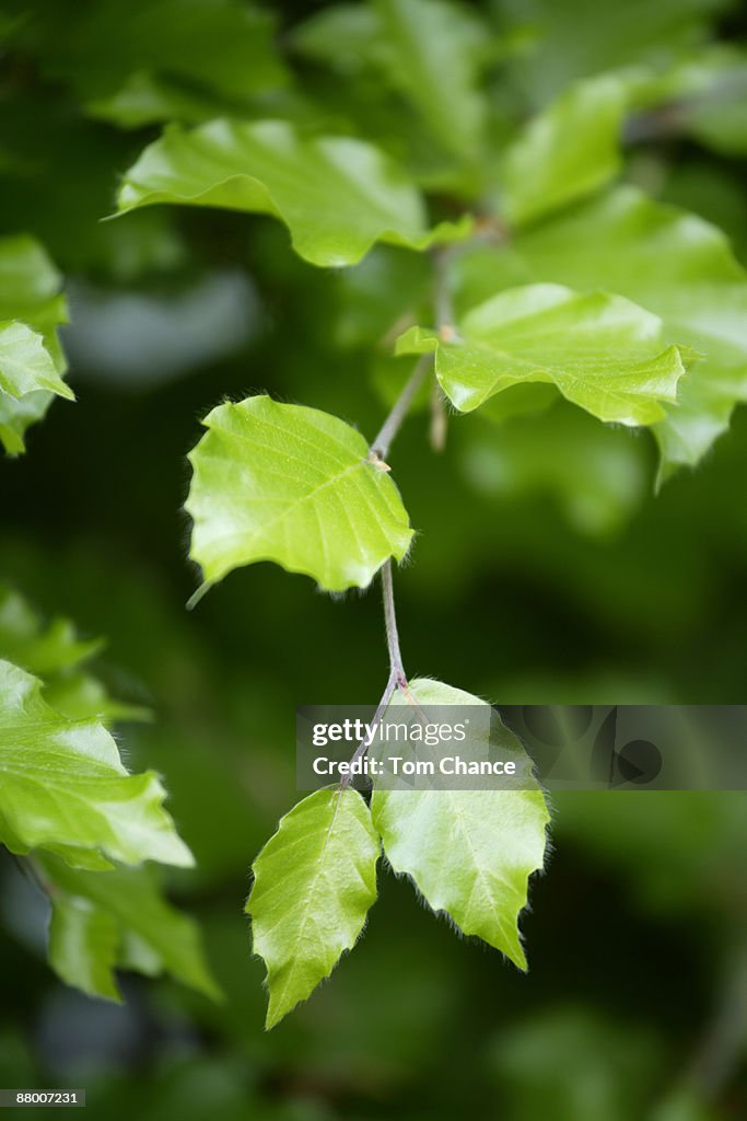 Fresh spring Beech leaves (Fagus sylvatica) on branch, close-up