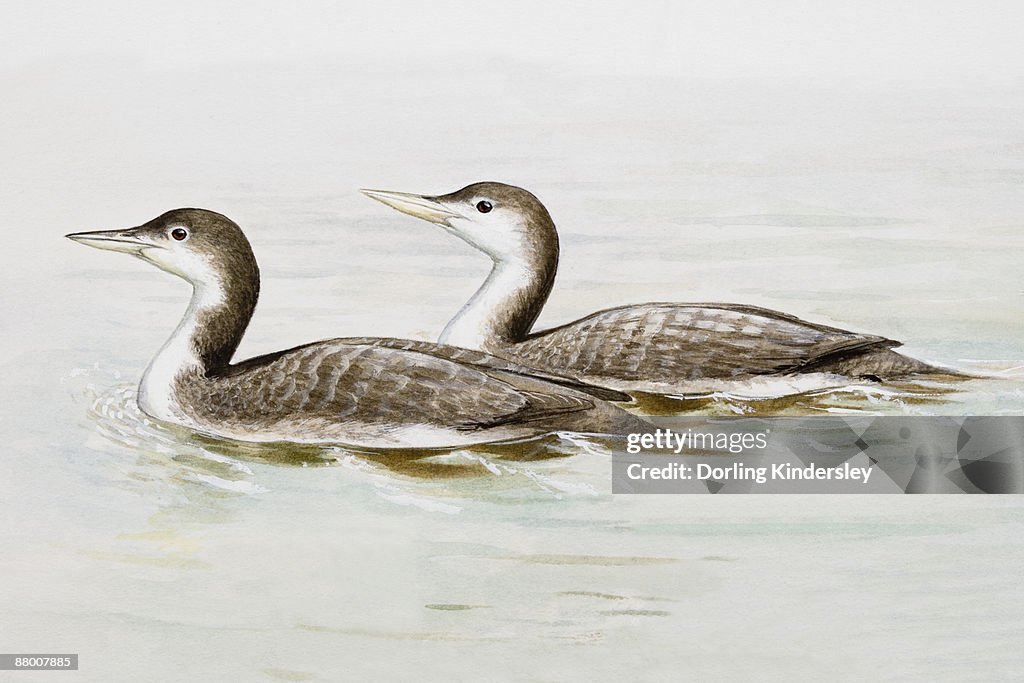Common loon (Gavia immer), two birds in the water, side view