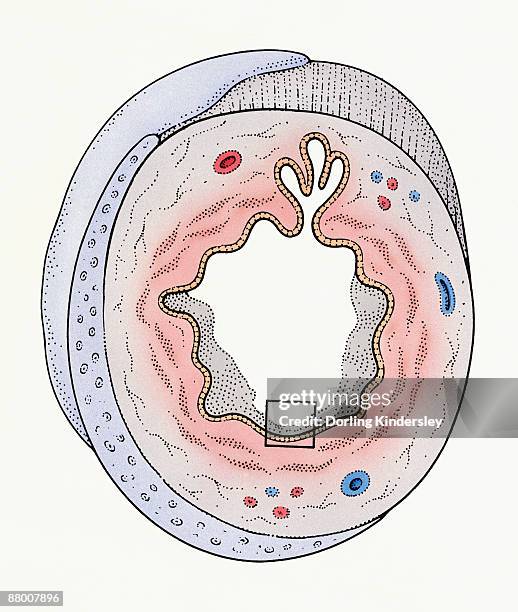 cross-section of trachea - trachea stock illustrations