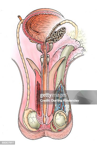 bildbanksillustrationer, clip art samt tecknat material och ikoner med human male testicles - manlig form