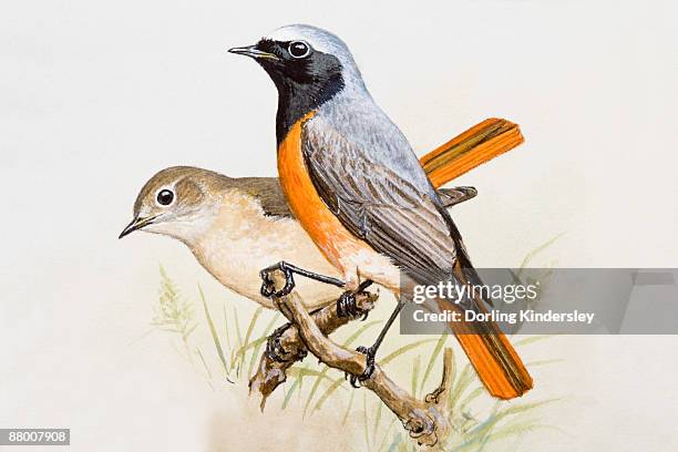 redstart (phoenicurus phoenicurus), male and female, perching side by side, side view - singdrossel stock-grafiken, -clipart, -cartoons und -symbole