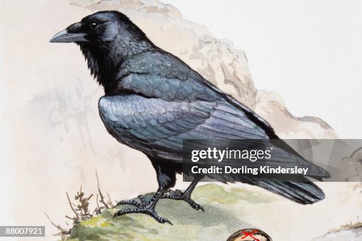 Raven (Corvus corax) perching on cliff edge, side view Raven (Corvus corax) perching on cliff edge, side view
