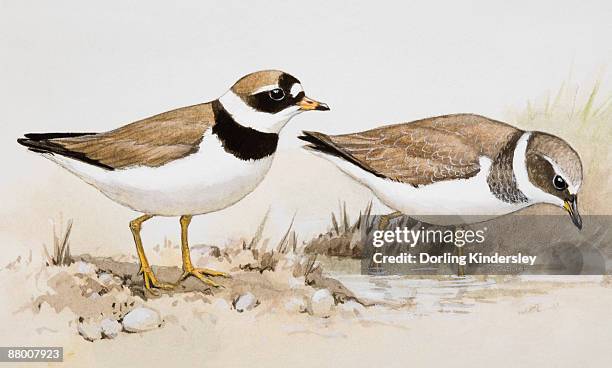 two ringed plovers (charadrius hiaticula), one wading in water, the other standing nearby - plover stock illustrations