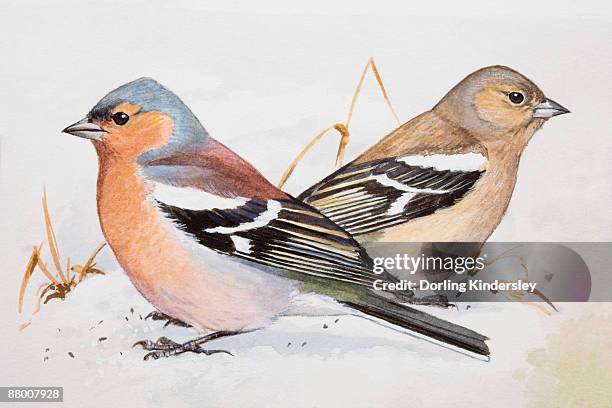 chaffinch (fringilla coelebs), male and female, sitting side by side, side view - side by side comparison stock illustrations