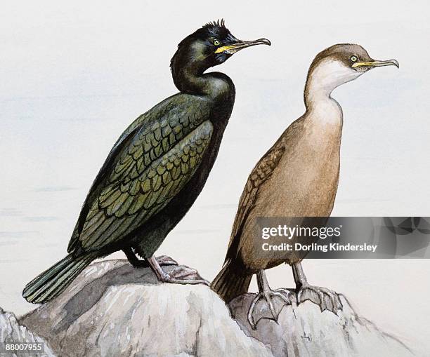 500 Shag Rock Stock Photos, High-Res Pictures, and Images - Getty Images