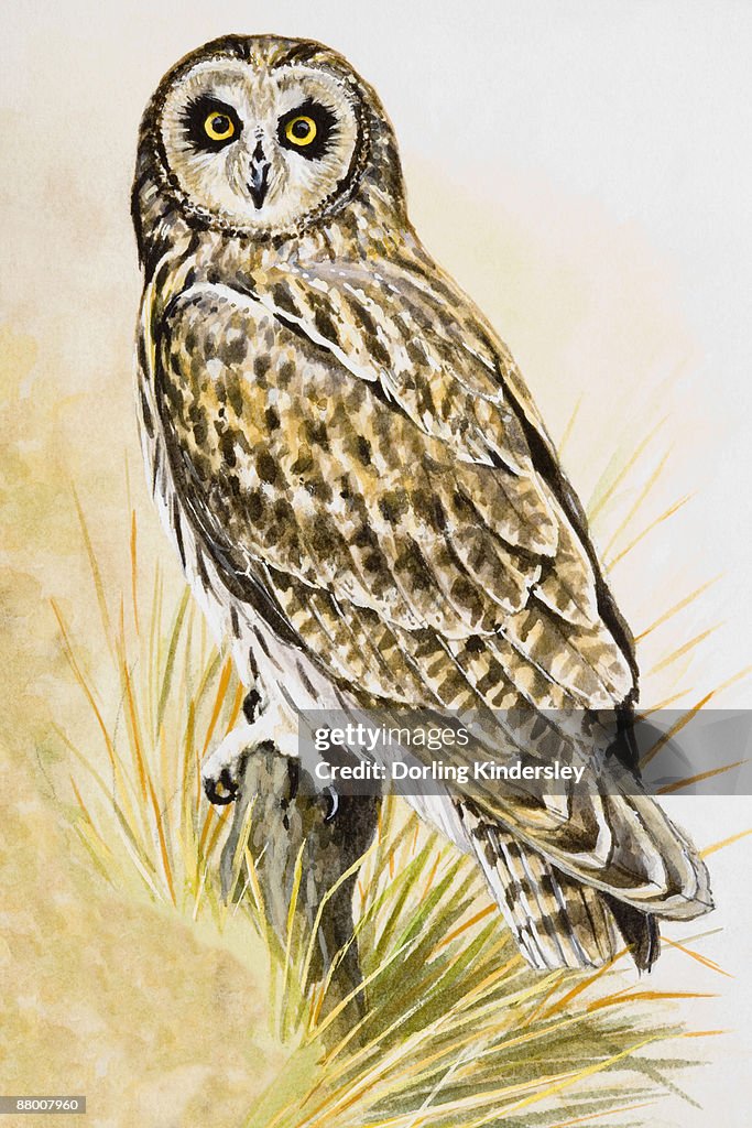 Short-eared owl (Asio flammeus), perching on a branch, facing forward