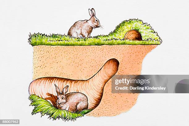 rabbits in and outside burrow - rabbit burrow stock-grafiken, -clipart, -cartoons und -symbole