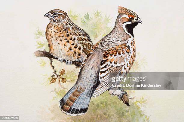hazel grouse (bonasa bonasia), male and female, perching side by side on a branch, side view - gamebird stock illustrations