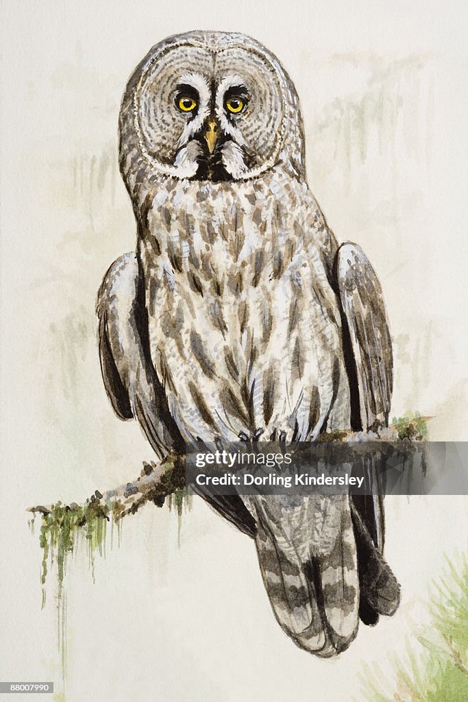 Great grey owl (Strix nebulosa), perching on a branch, front view