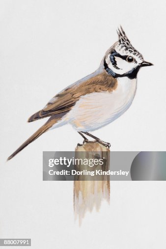 Crested tit (Lophophanes cristatus), perching on a post, side view Crested tit (Lophophanes cristatus), perching on a post, side view