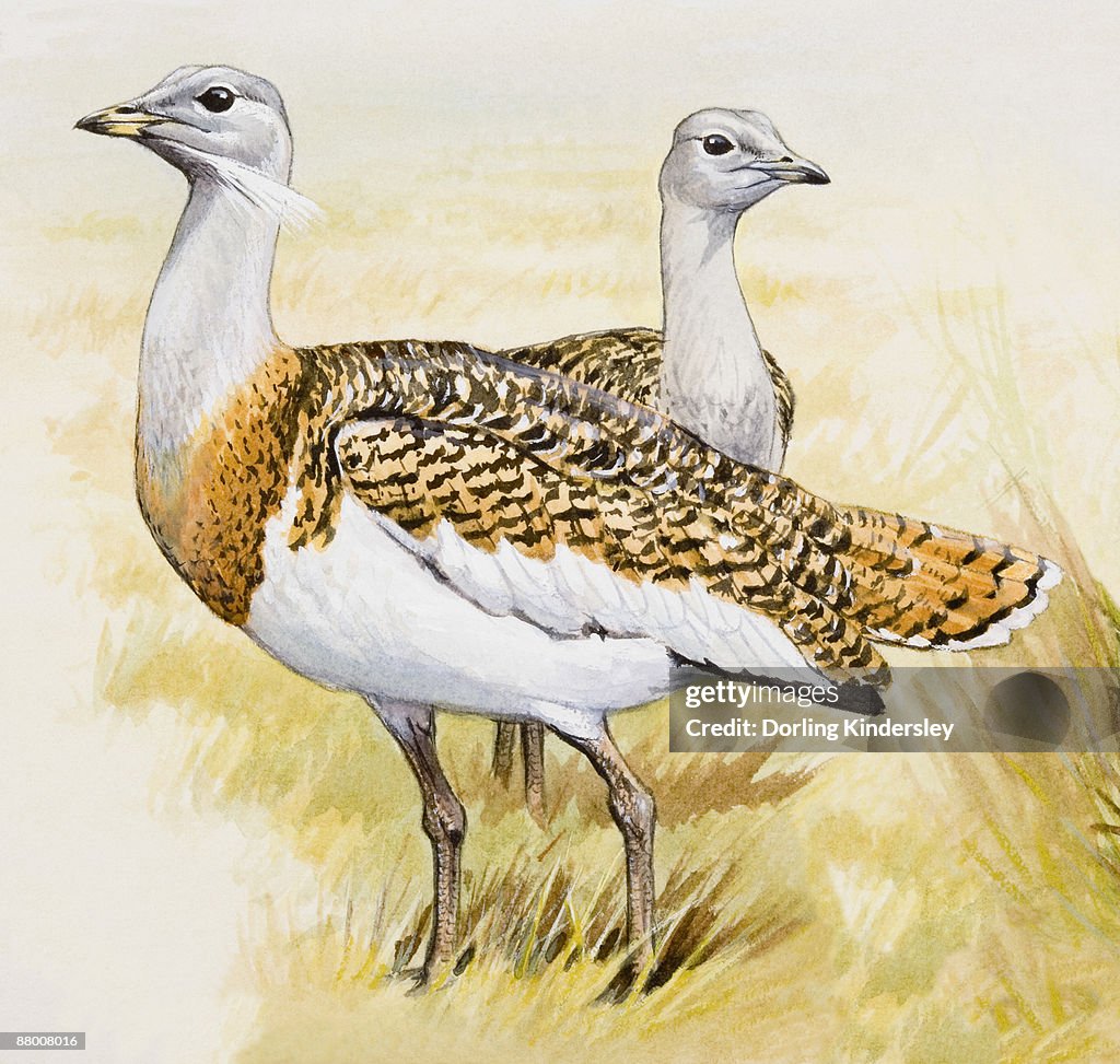 Great bustard (Otis tarda), male and female, side view