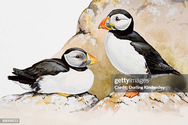atlantic puffins (fratercula arctica), one seated and the other standing, side view - puffin stock illustrations