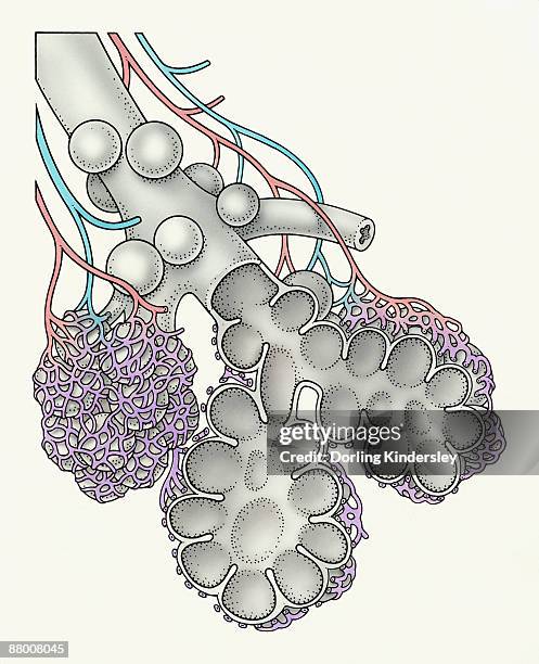 21点の終末細気管支イラスト素材 Getty Images 21点の終末細気管支イラスト素材 Getty Images