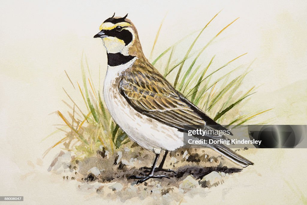 Shore lark (Eremophila alpestris), standing, side view