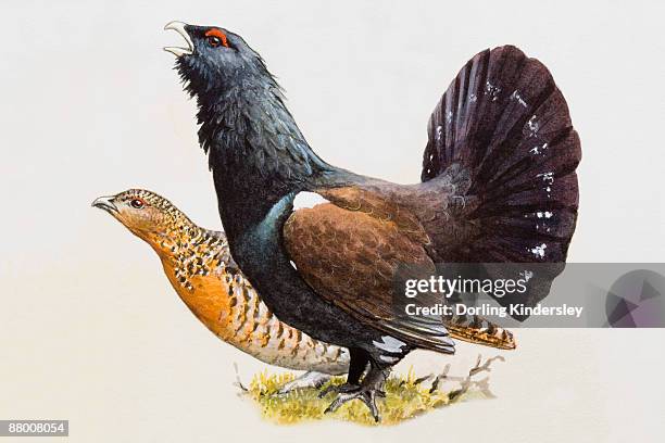 capercaillie (tetrao urogallus), male with fanned-out tail feathers and female, side view - tetrao urogallus stock illustrations