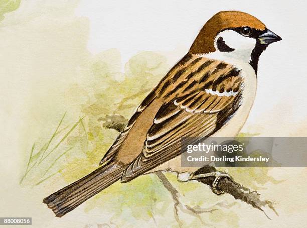 33点のスズメイラスト素材 Getty Images 33点のスズメイラスト素材 Getty Images