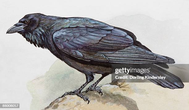 raven (corvus corax), perching on a rock, side view - raven rock stock illustrations