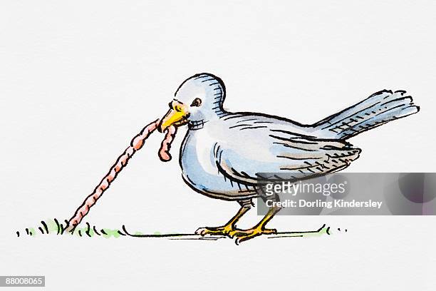 bird pulling a worm from ground - worm stock-grafiken, -clipart, -cartoons und -symbole