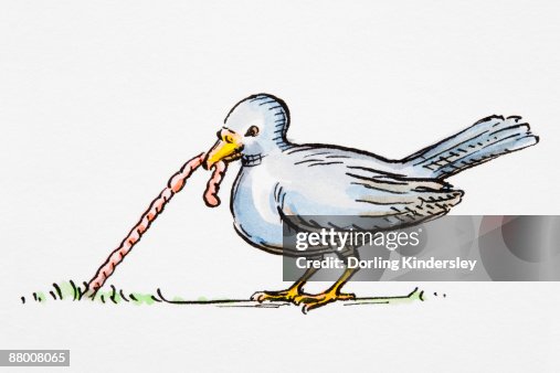 Bird pulling a worm from ground Bird pulling a worm from ground