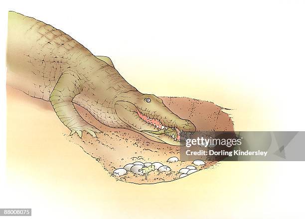 a crocodile carrying a young in its mouth, and a small crocodile hatching from group of eggs - crocodiles nest stock illustrations