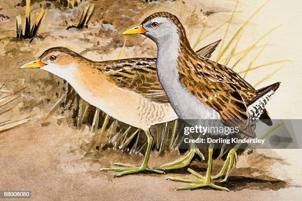 corncrake (crex crex), two birds standing side by side, side view - corncrake stock illustrations