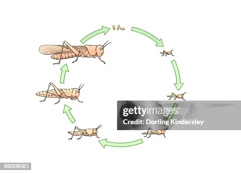 Life Cycle Of A Locust High-Res Vector Graphic - Getty Images