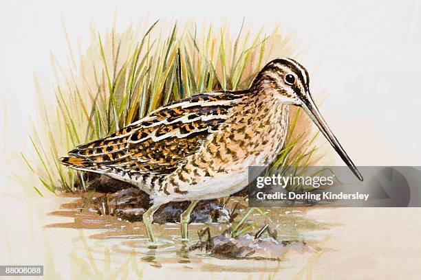 snipe (gallinago gallinago), wading in water, side view - sandpiper stock illustrations
