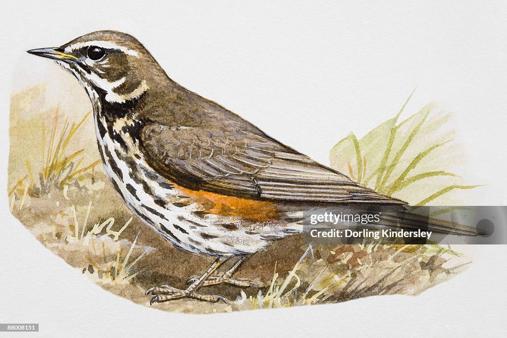 Redwing (Turdus iliacus), standing, side view