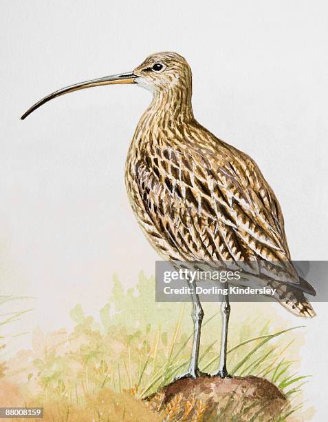 long-billed curlew (numenius americanus), standing, side view - curlews stock illustrations