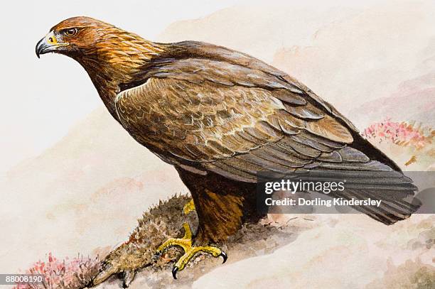 golden eagle (aquila chrysaetos), sitting on the ground, side view - golden eagle stock illustrations