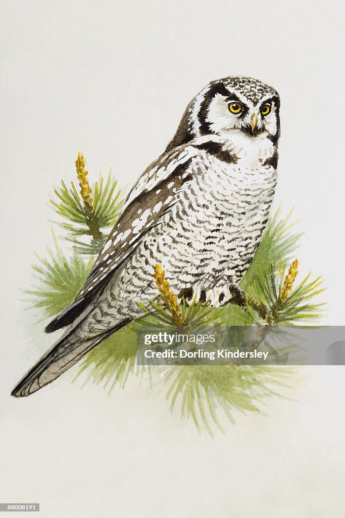 Hawk owl (Surnia ulula), perching on a pine branch, side view