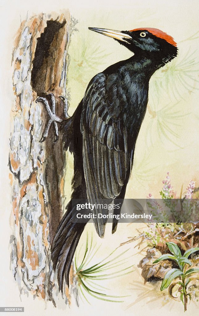 Black woodpecker (Dryocopus martius), perching on tree's bark