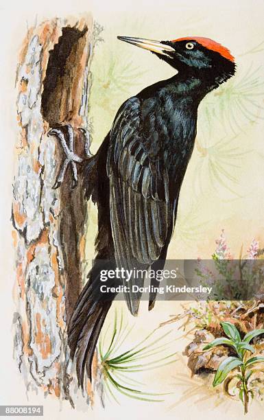 black woodpecker (dryocopus martius), perching on tree's bark - black woodpecker stock illustrations