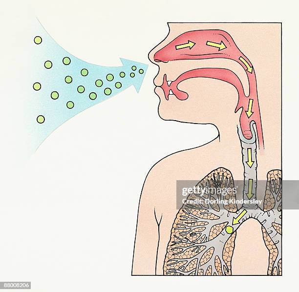a diagram showing aspergilloma affecting human lung - aspergilloma stock illustrations