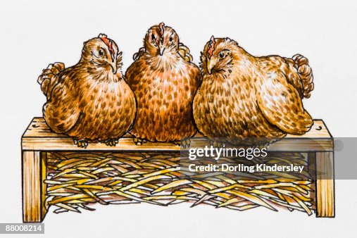 Three hens side by side on a hen perch, straw underneath Three hens side by side on a hen perch, straw underneath