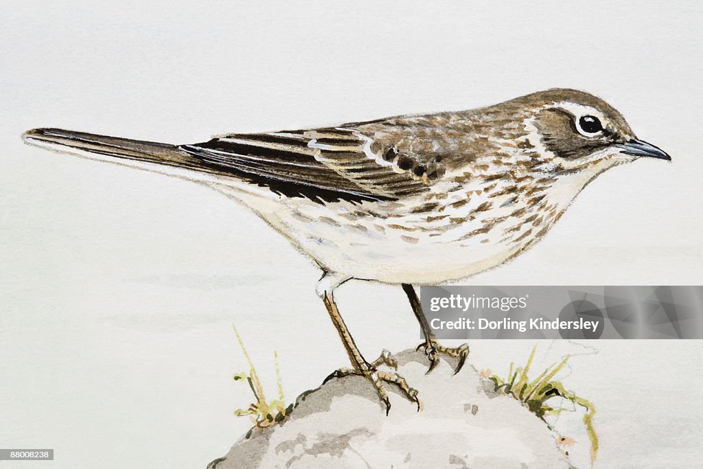 Meadow pipit (Anthus pratensis), side view